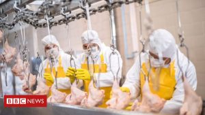 Coronavirus: Warum gab es in Fleischverarbeitungsbetrieben so viele Ausbrüche?