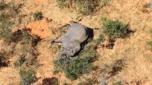 Botswana: Mehr als 360 Elefanten sterben aus mysteriösen Gründen