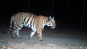 Tiger census india