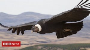 Andenkondorvögel schlagen nur 1% der Zeit mit den Flügeln
