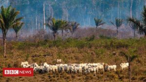 Amazonas-Soja- und Rindfleischexporte "im Zusammenhang mit Entwaldung"