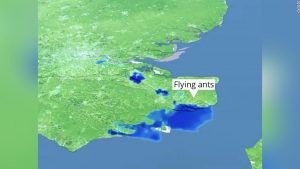 Ein 50 Meilen breiter Schwarm fliegender Ameisen sah auf dem britischen Wetterradar wie Regen aus