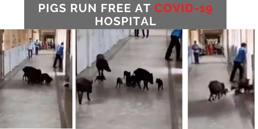 Pigs run around at hospital