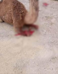 Forefeet chopped, 4-year-old camel baby axed to death by men in Rajasthan