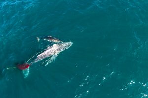 Der Hai 'Helen' ertrinkt den Wal bei einem ersten bekannten Angriff dieser Art