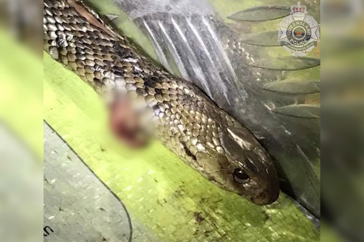 Der australische Mann tötet die Schlange während der Fahrt und rast ins Krankenhaus