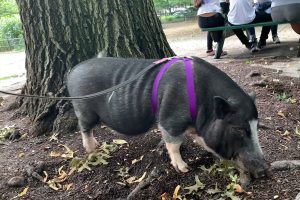 Die Bewohner von East Village binden sich über ihre kostbaren Hausschweine
