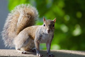 Eichhörnchen testet positiv auf Pest in Colorado