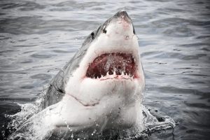 Frau bei offensichtlichem Hai-Angriff beim Schwimmen in Maine getötet