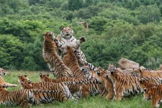 Eine große Gruppe sibirischer Tiger füttert