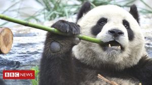 Naturschutzdilemma über die Rettung des Riesenpandas