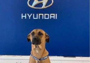Straßenhundemillionär: Treffen Sie den Mitarbeiter des Jahres von Hyundai Brazil