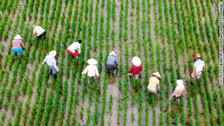 Landarbeiter ziehen am 8. Juli Unkraut von den Reisfeldern in Taizhou, Provinz Jiangsu, China.
